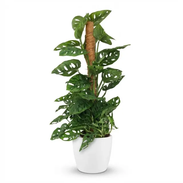 Plant and Stories Monstera Adansonii Monkey Mask plante 90cm tuteur coco