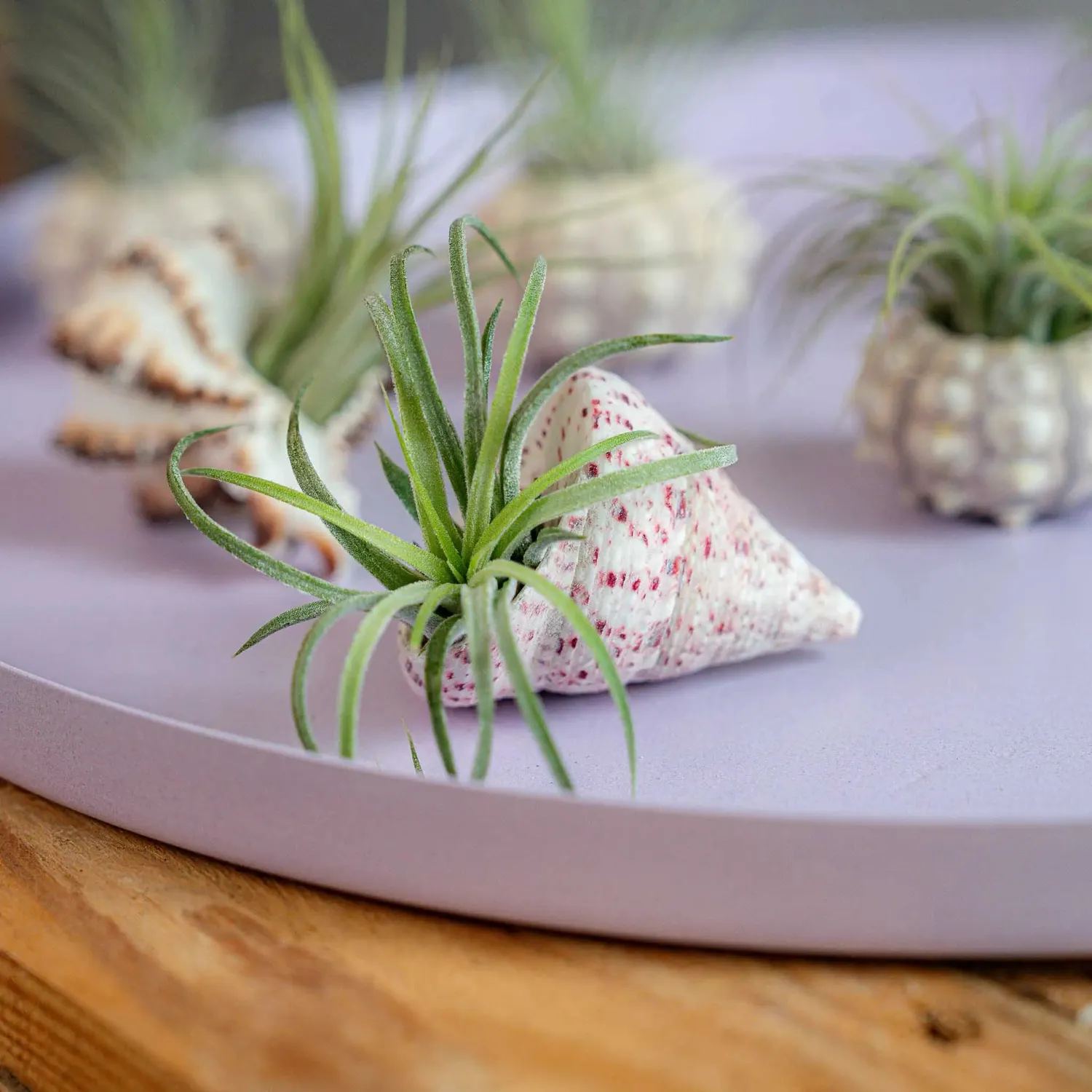 Airplantshop Schelpen Box coquillages 6 plantes aériennes