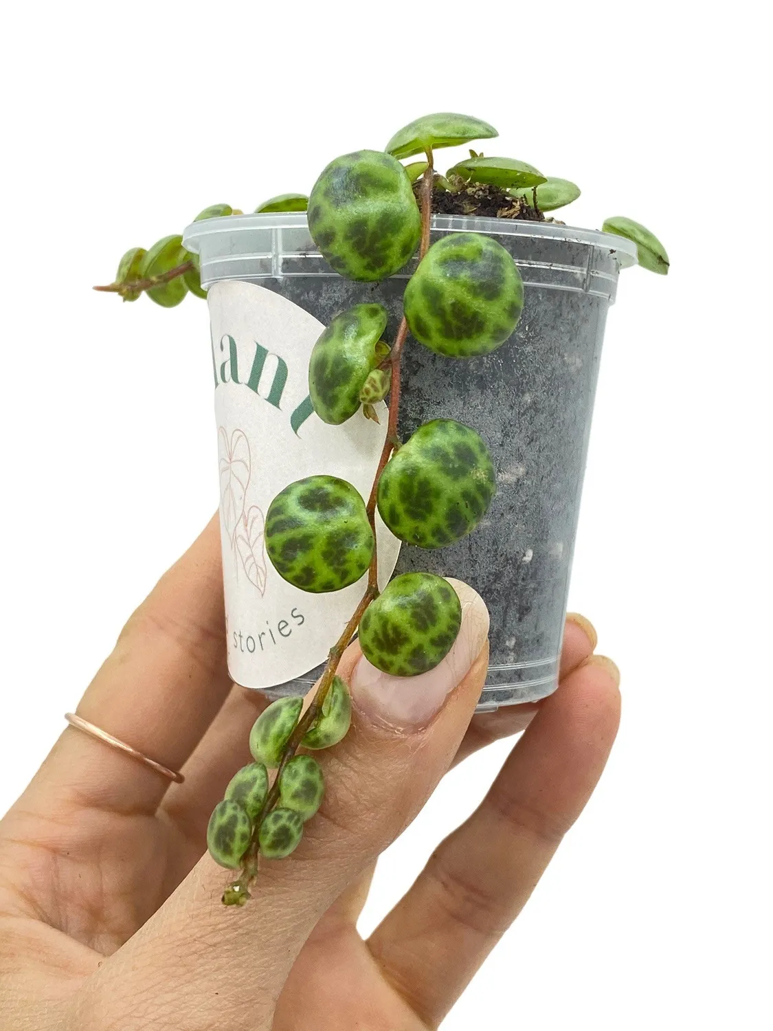 Plant and Stories Peperomia Prostrata plante 6 cm tortue