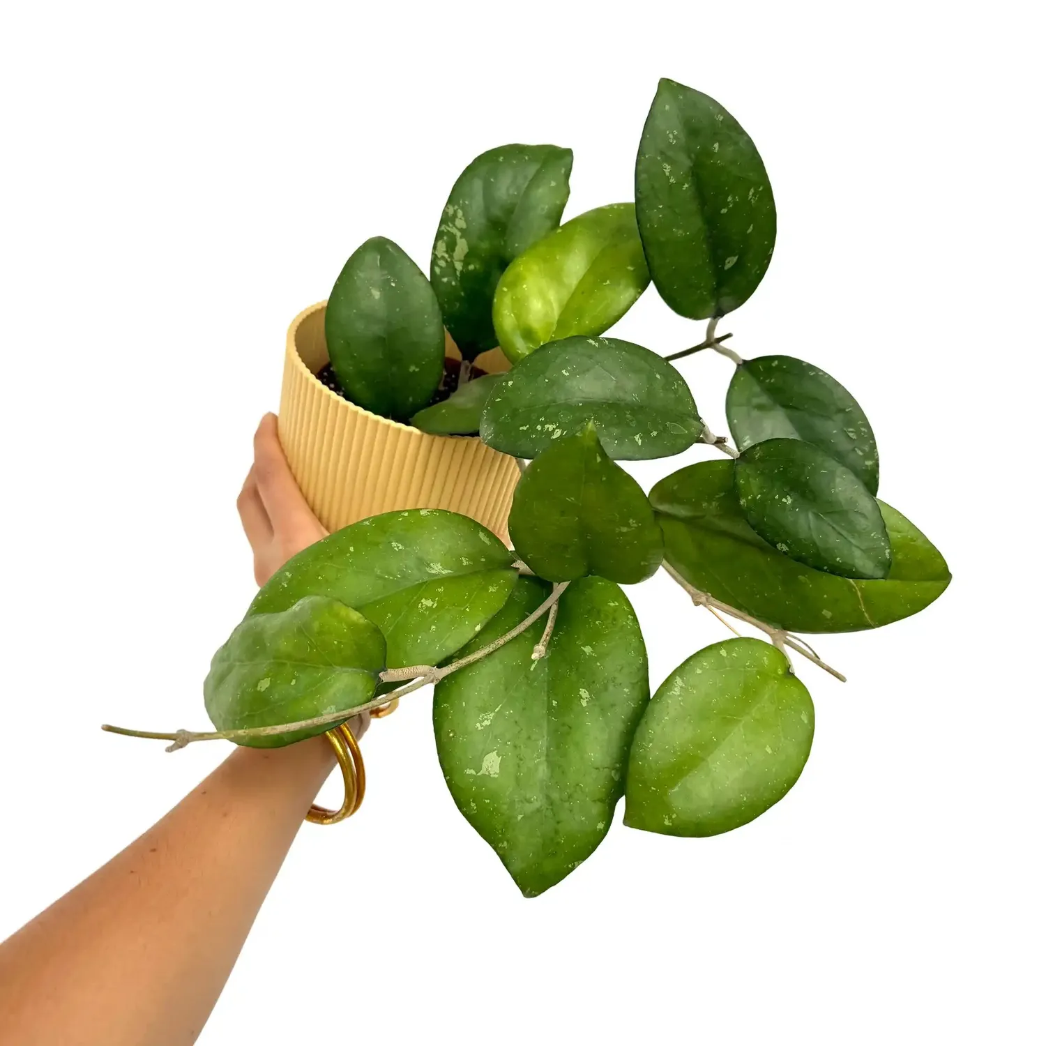 Plant and Stories Hoya Joy plante retombante pot 9 cm nacré