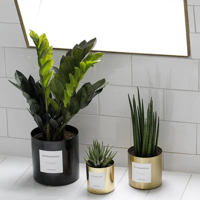 By Charlot L'Extravagante recharge Zamioculcas pot céramique