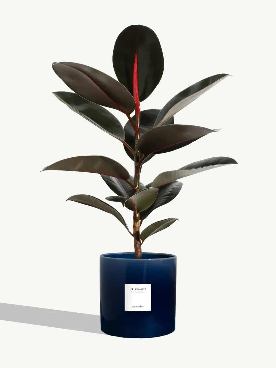 By Charlot L'Élégante très grande plante céramique bleu abysse