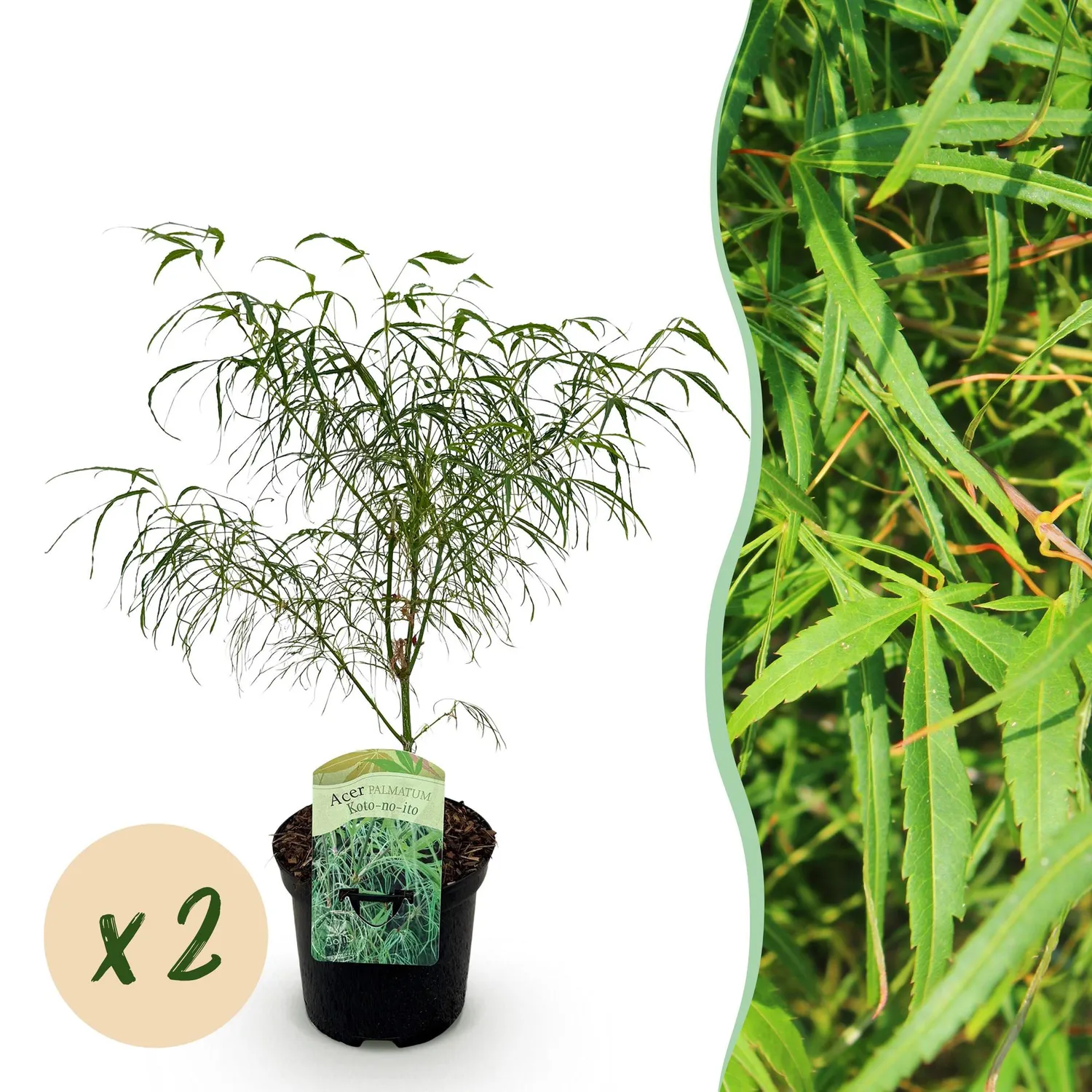 Plant and Stories Acer Koto-no-ito érable japonais pot 19 cm 70 cm