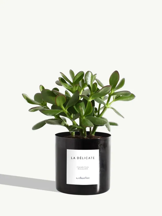 By Charlot La Délicate Crassula pot métal noir 10 cm