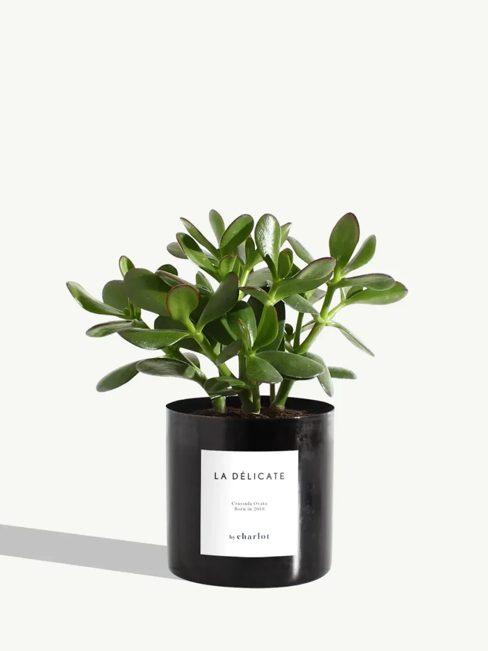 By Charlot La Délicate Crassula pot métal noir 10 cm