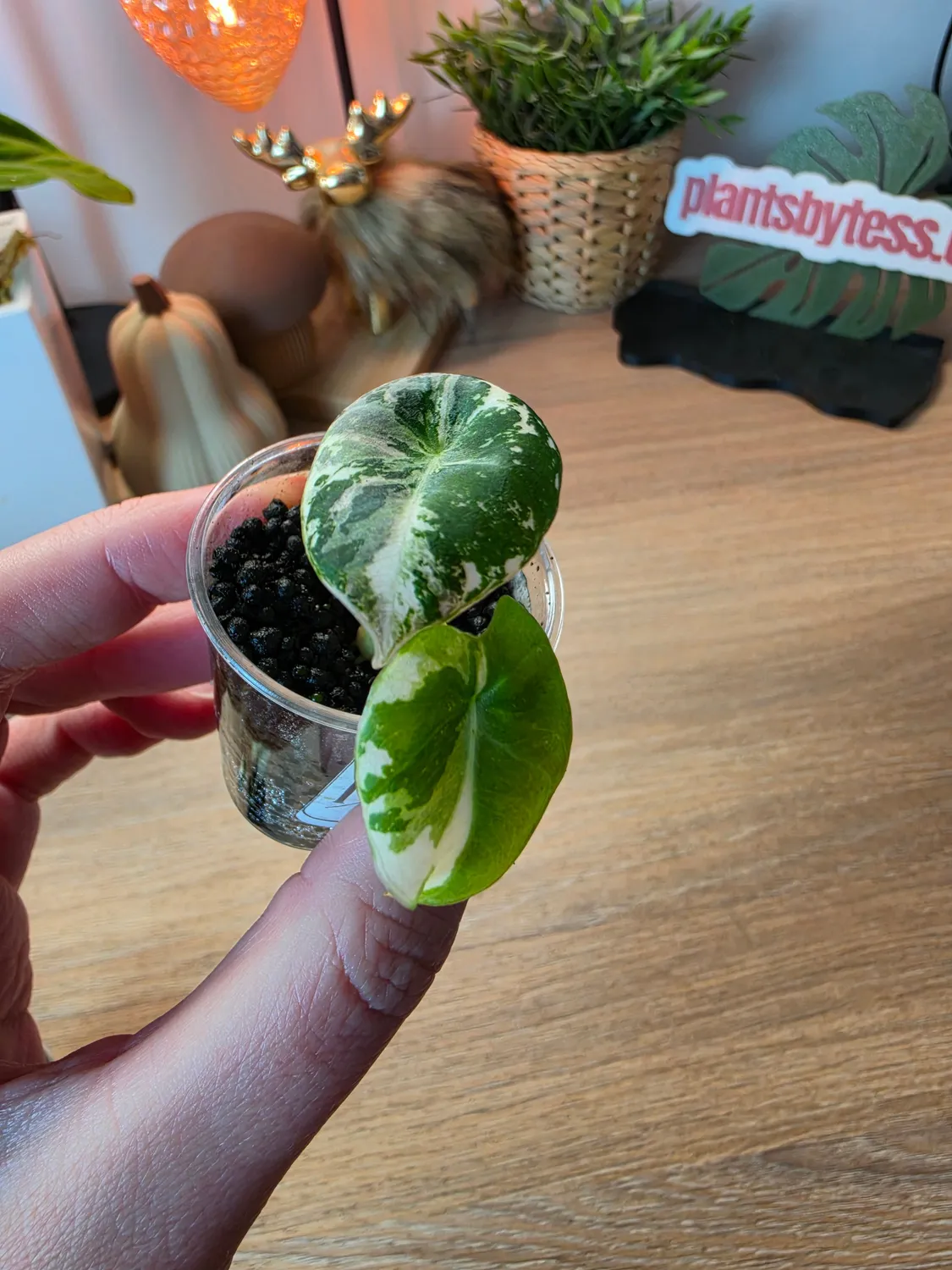 plant.ess Alocasia Black Velvet plante rose 2 feuilles panachée