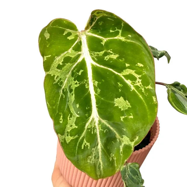 Plant and Stories Philodendron gloriosum Snow Leopard pot 10,5cm