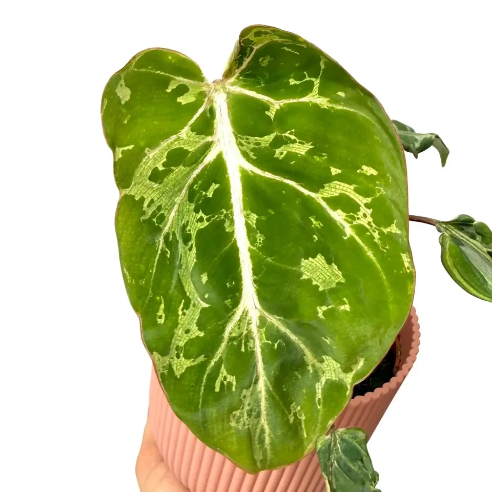 Plant and Stories Philodendron gloriosum Snow Leopard pot 10,5cm