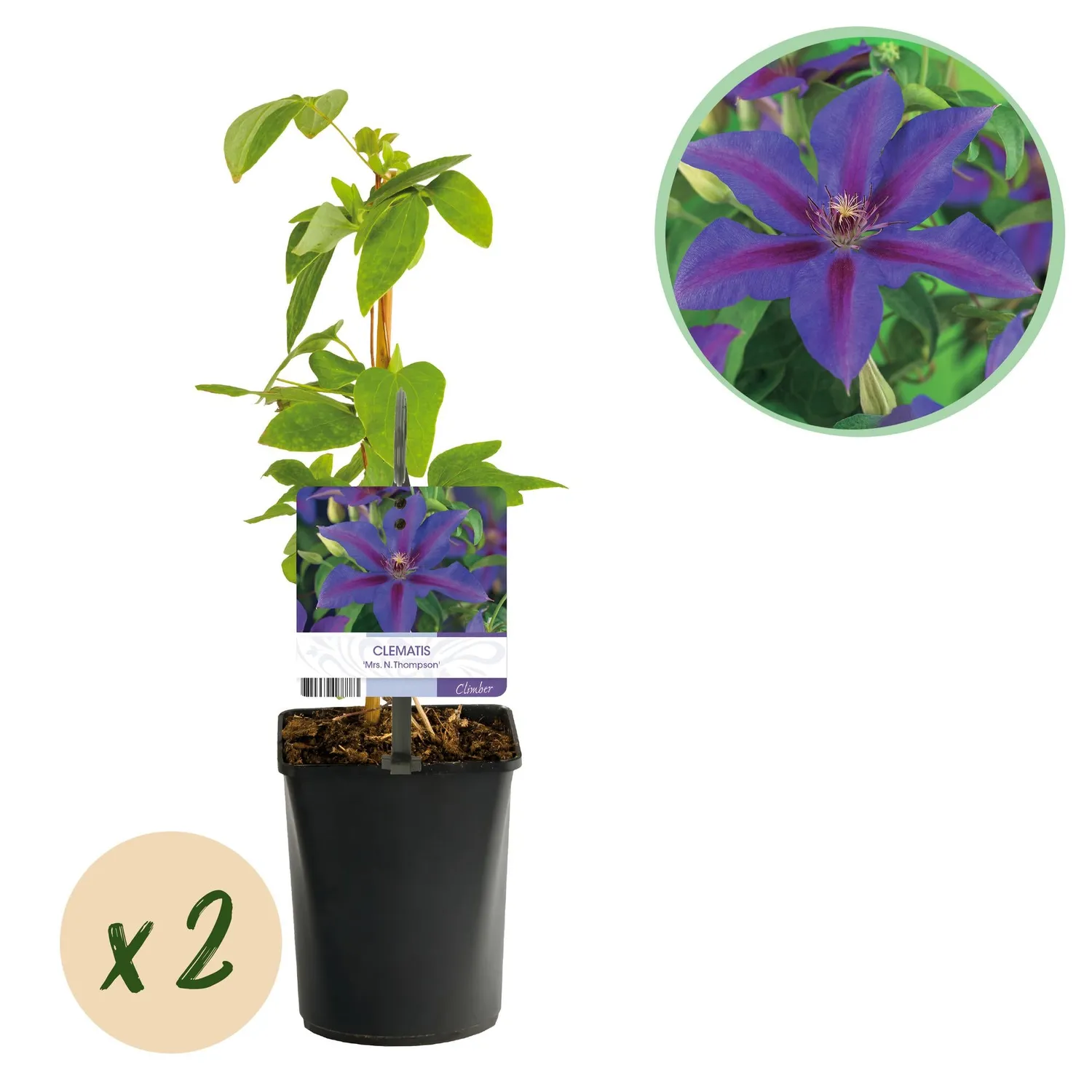 Plant and Stories Mrs N Thompson clematite grimpante 2 plants violet