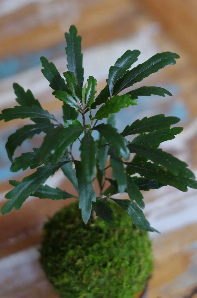 Aquaphyte Kokedama Hiyoko Schefflera mini poussin