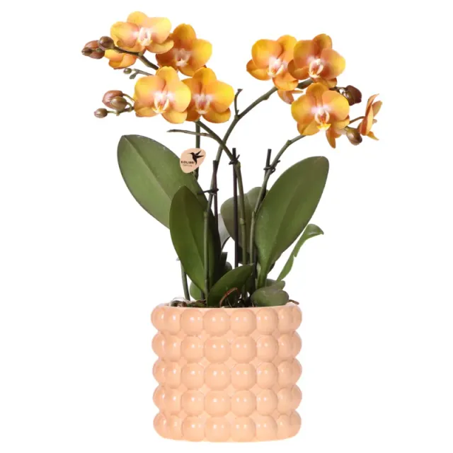 Plant and Stories Las Vegas orchidée pot 12 cm orange