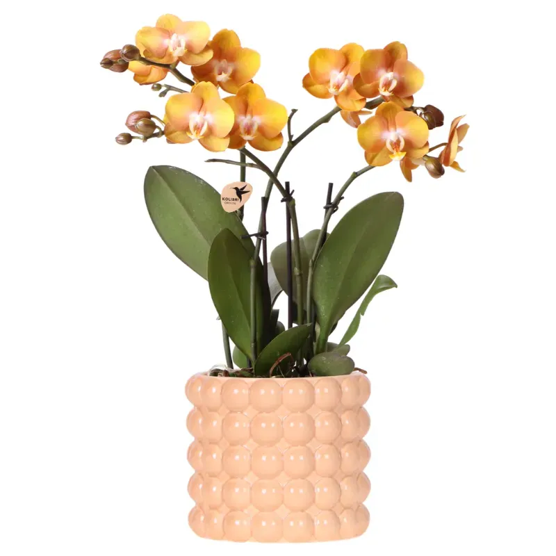 Plant and Stories Las Vegas orchidée pot 12 cm orange