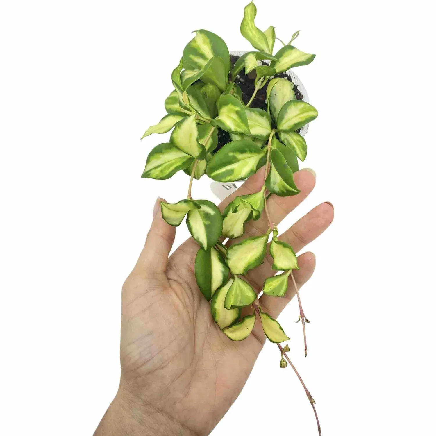 Plant and Stories Hoya Heuschkeliana variegata plante 6 cm panachée