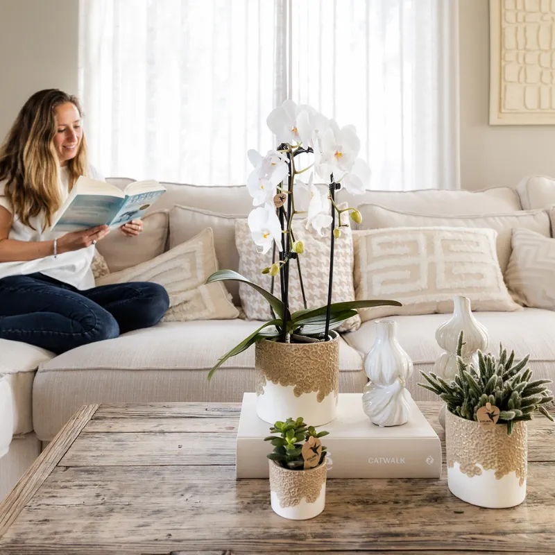 Plant and Stories Orchidée Lausanne coffret blanche 9cm