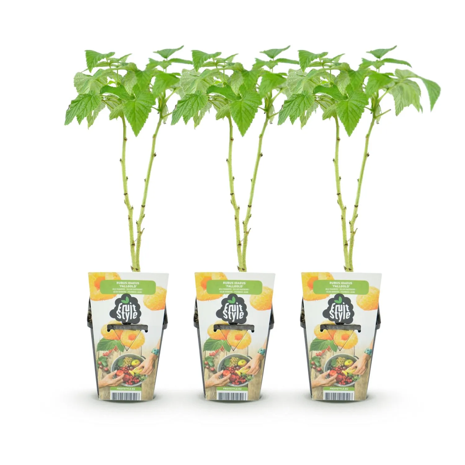 Plant and Stories Fallgold framboisier jaune 3 plants pot 9 cm