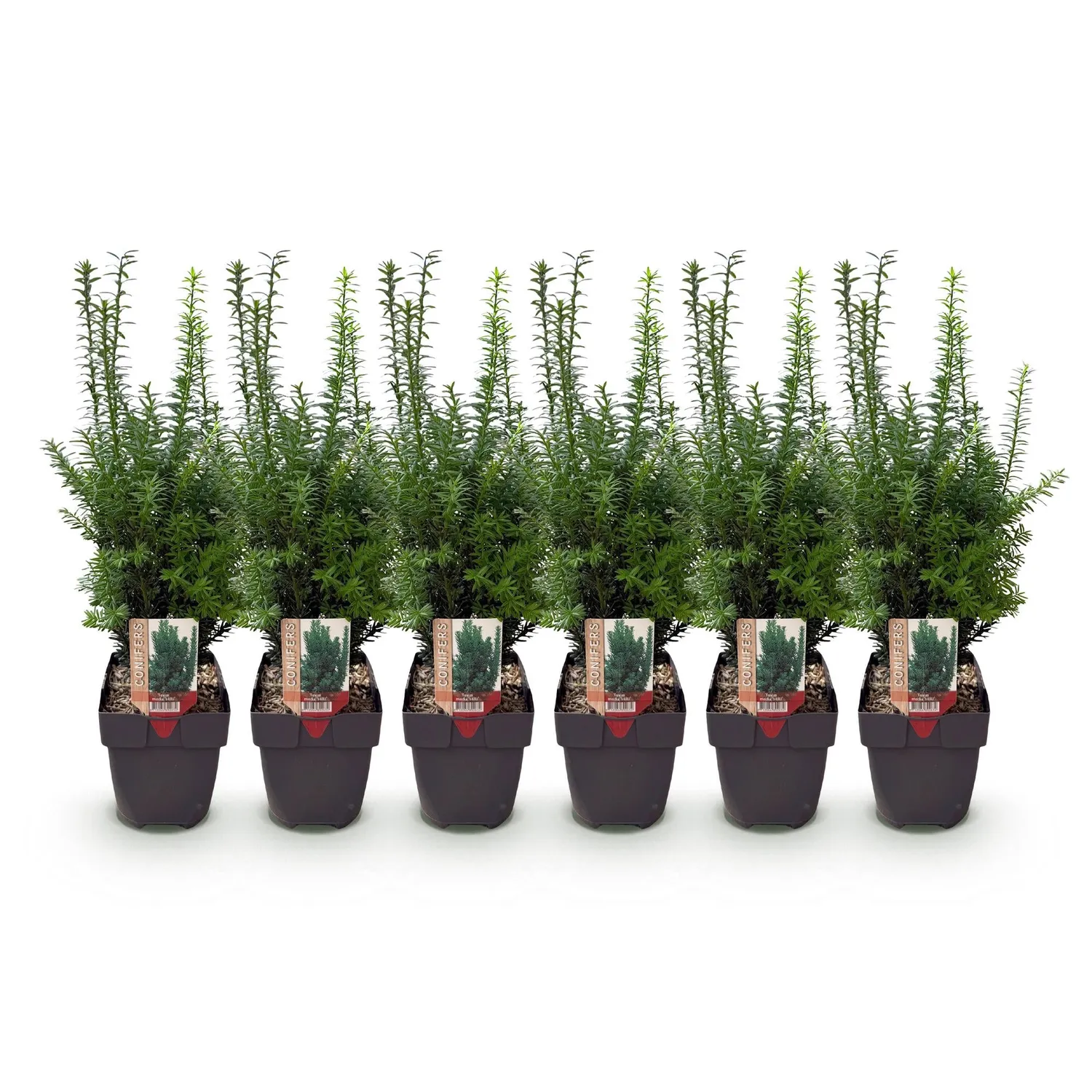 Plant and Stories If de Hill Taxus haie 6 plants