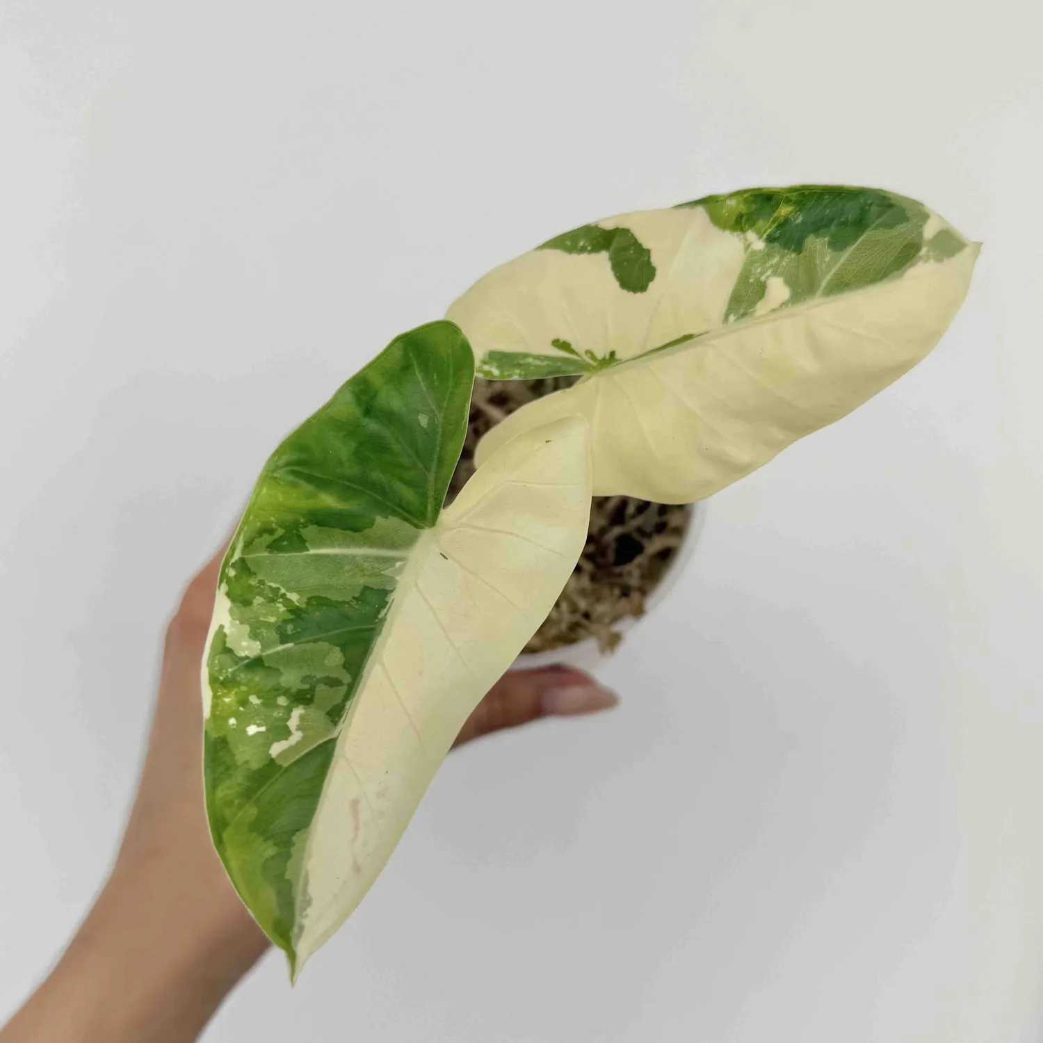 Plant and Stories Alocasia Macrorrhiza variegata plante pot 9cm