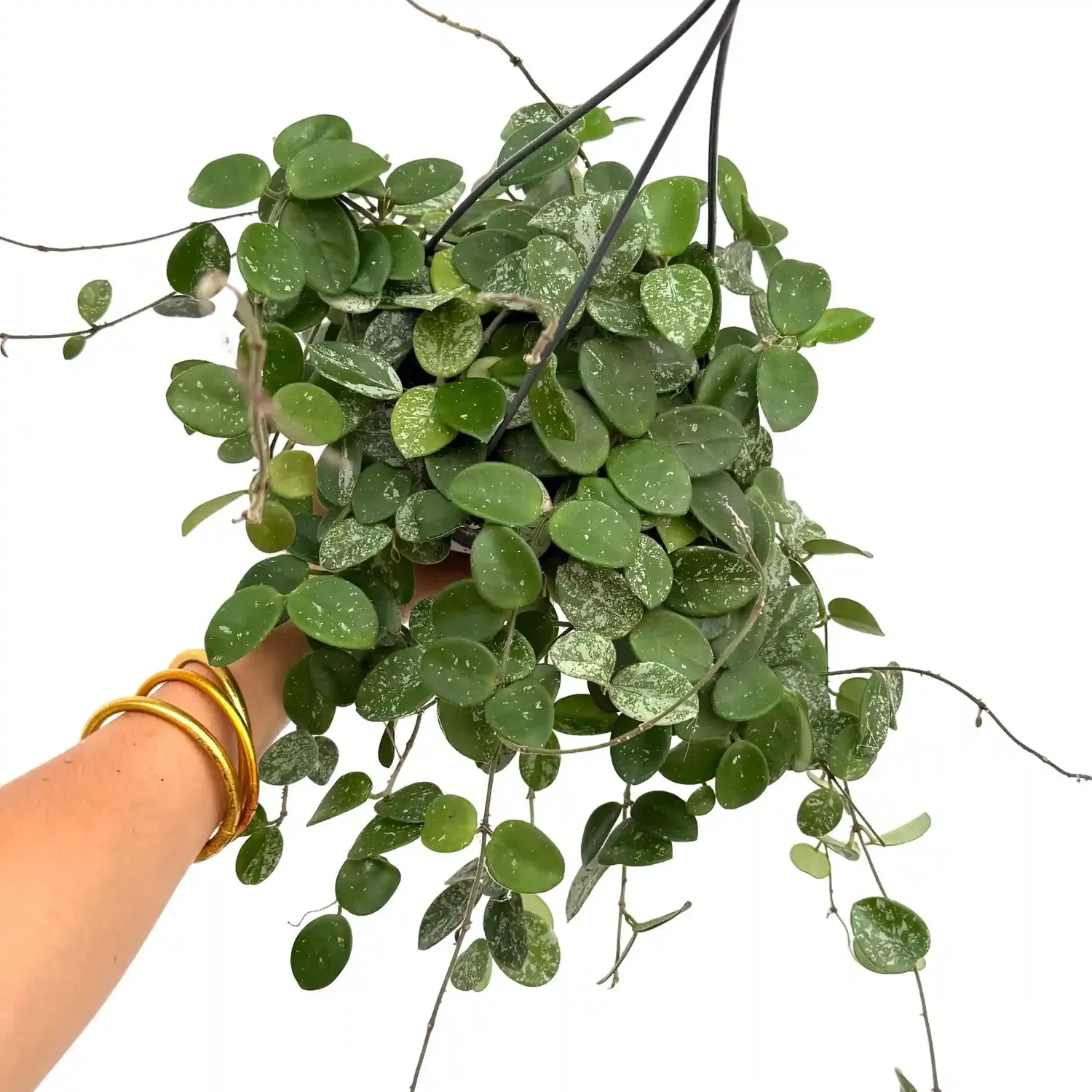Plant and Stories Hoya Mathilde Splash plante pot 6 cm