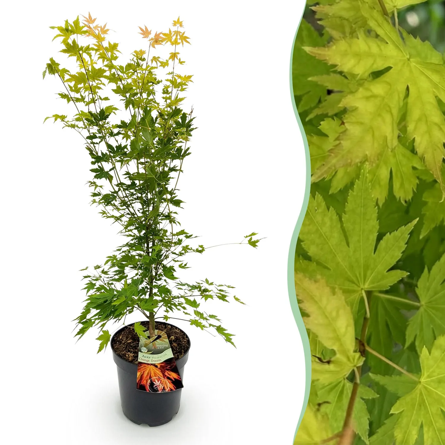 Plant and Stories Érable Orange Dream arbuste pot 26 cm caduc