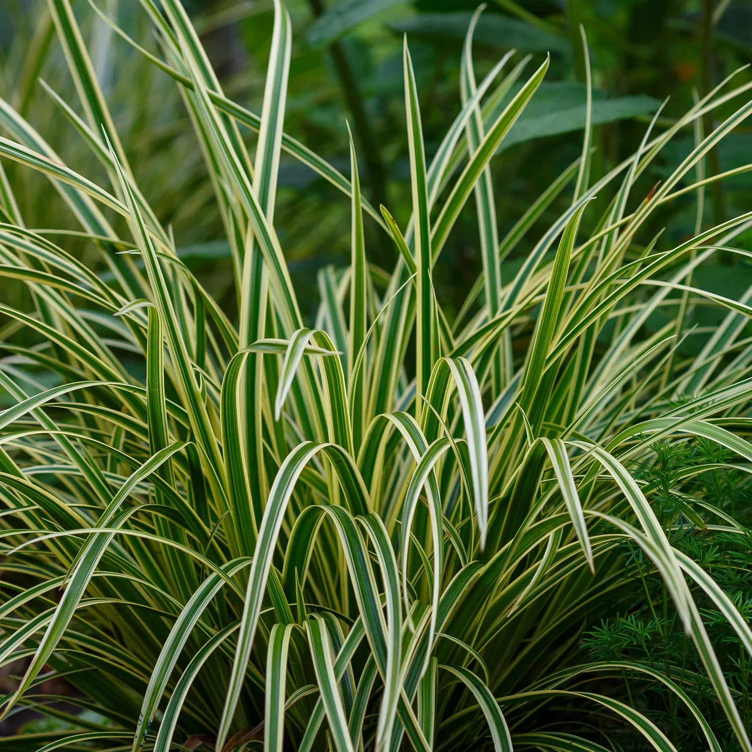 Plant and Stories Ice Dance laîche Carex pot 17 cm 1 plant