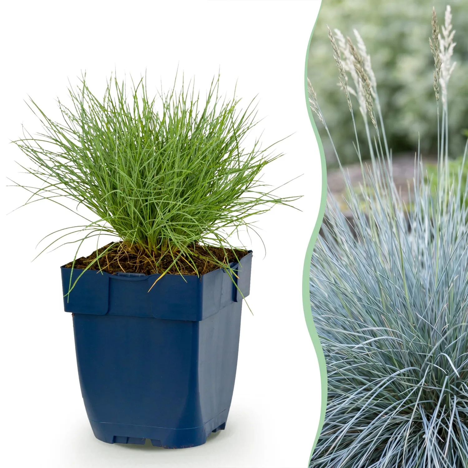 Plant and Stories Festuca Glauca fétuque bleue lot 6 pots 11cm