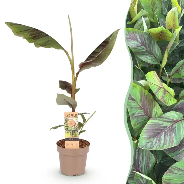 Plant and Stories Ever Red bananier Musa pot 21 cm 90 cm