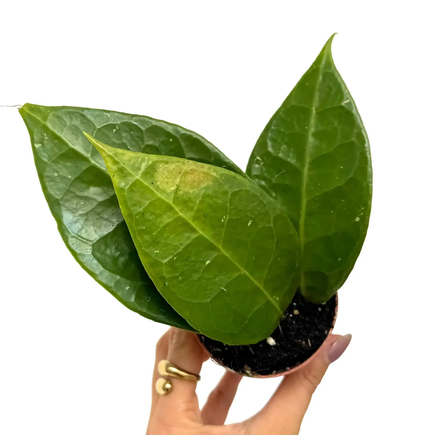Plant and Stories Hoya Verticillata Lampung plante pot 10 cm veloutée