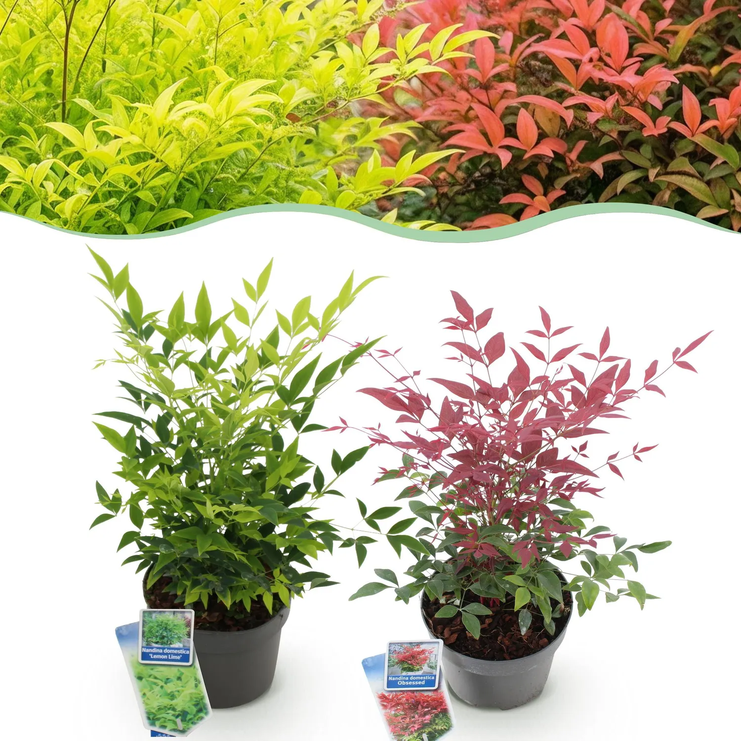 Plant and Stories Nandina bambou sacré 2 plants pot 17 cm