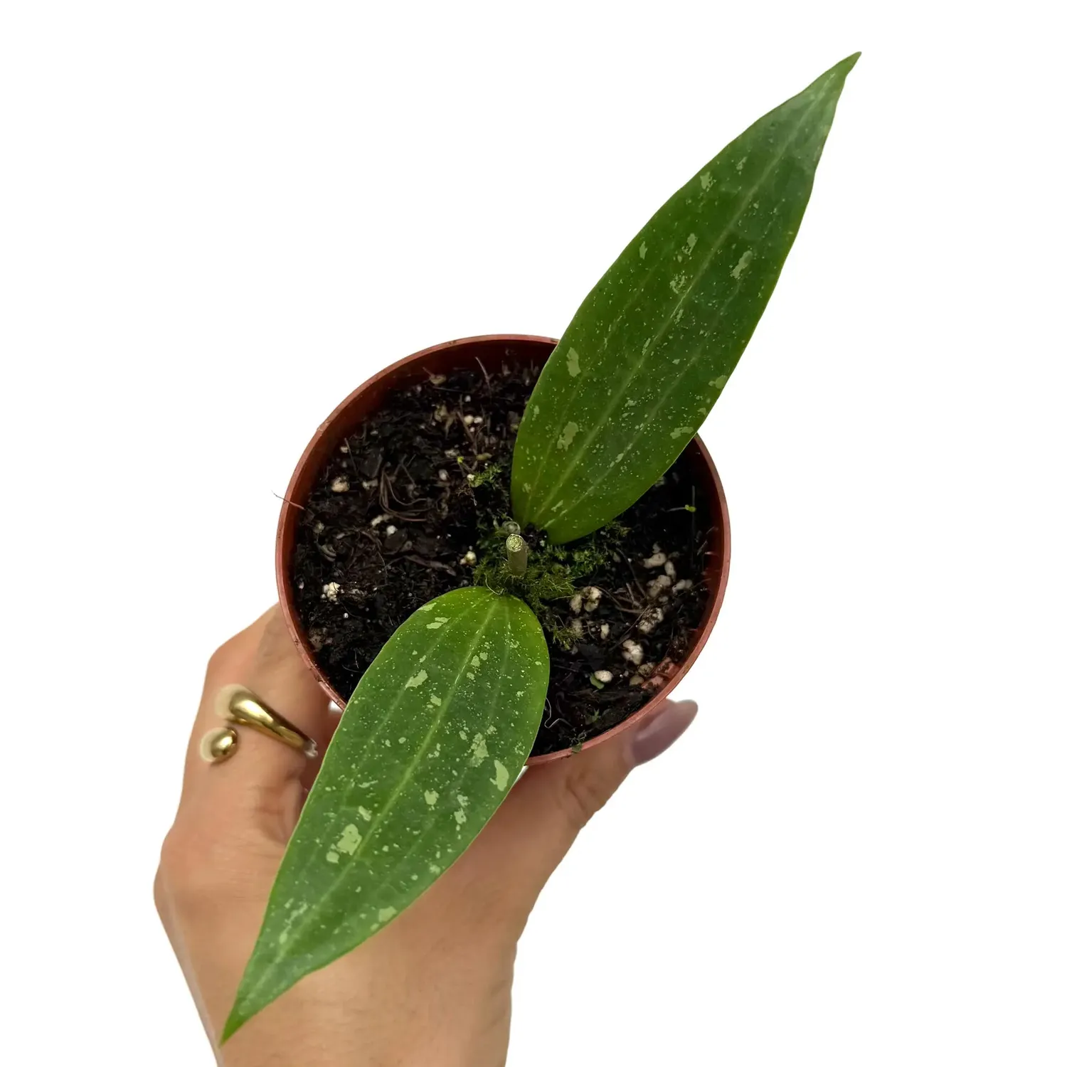 Plant and Stories Hoya sp Loei plante pot 6cm argenté