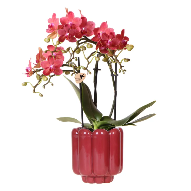 Plant and Stories Phalaenopsis Congo orchidée rouge pot 9 cm