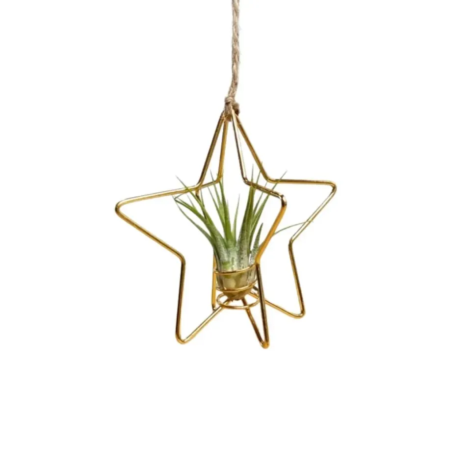 Airplantshop X-Mas Star étoile Noël dorée avec tillandsia