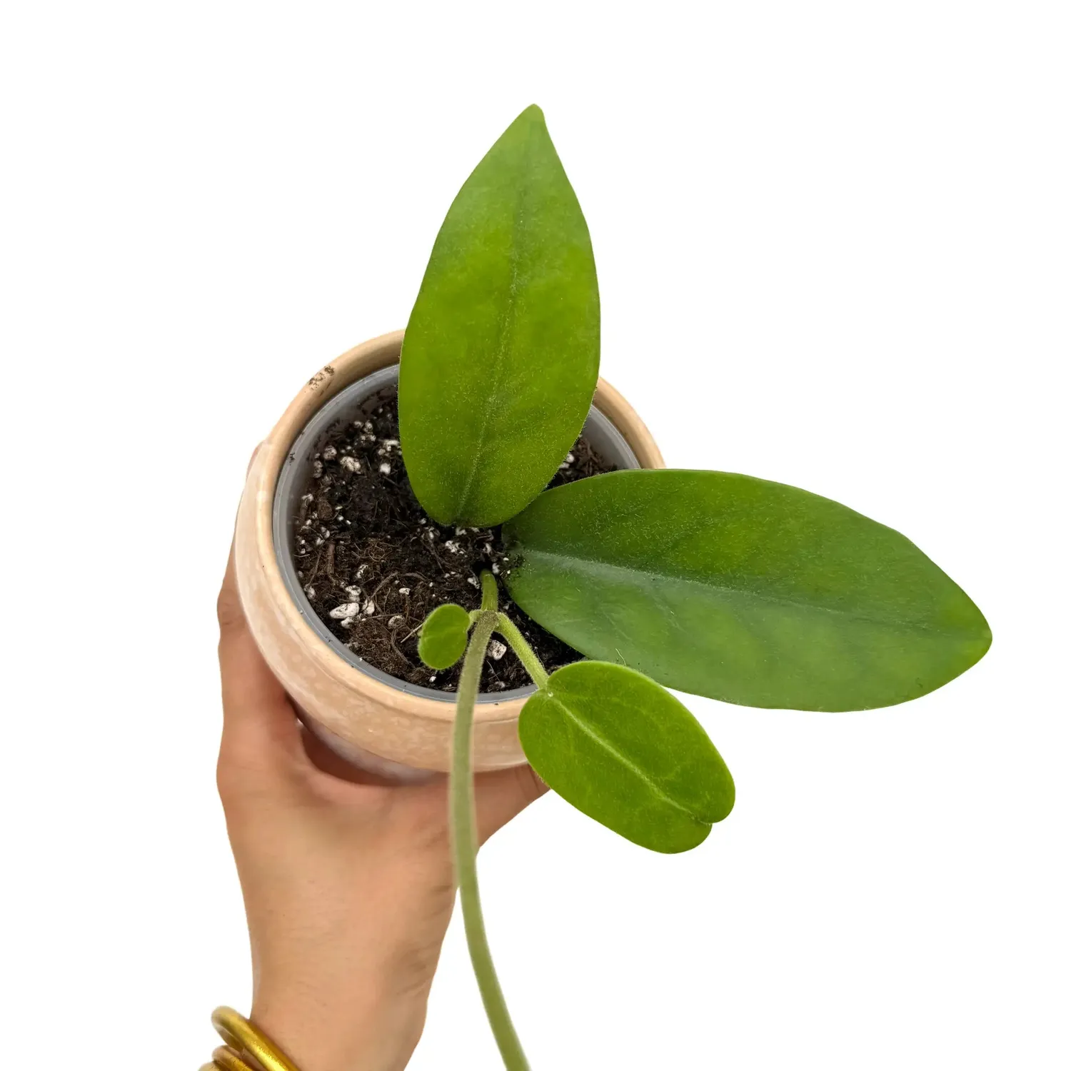PLANT AND STORIES Hoya Albiflora plante d'intérieur pot 9cm