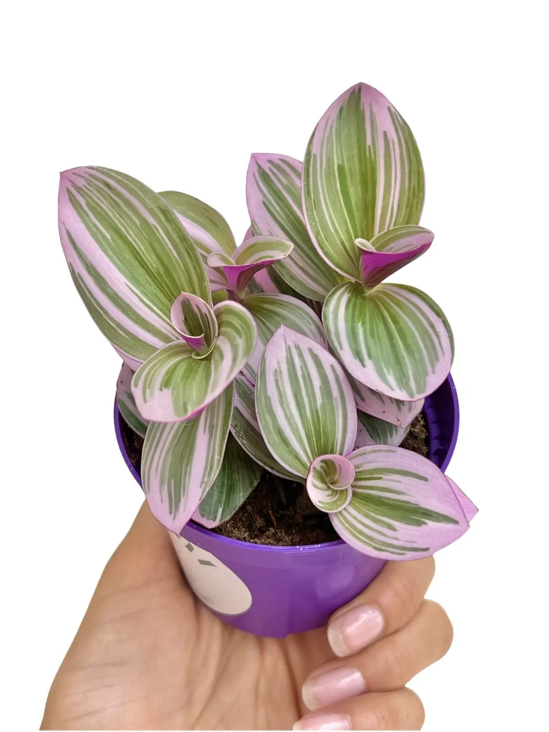 Plant and Stories Tradescantia Nanouk plante d'intérieur pot 8 cm rose