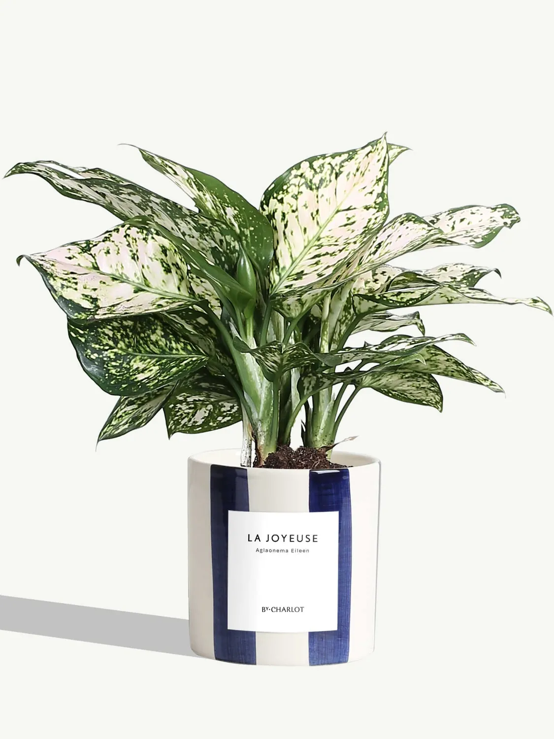 By Charlot plante La Joyeuse plante verte