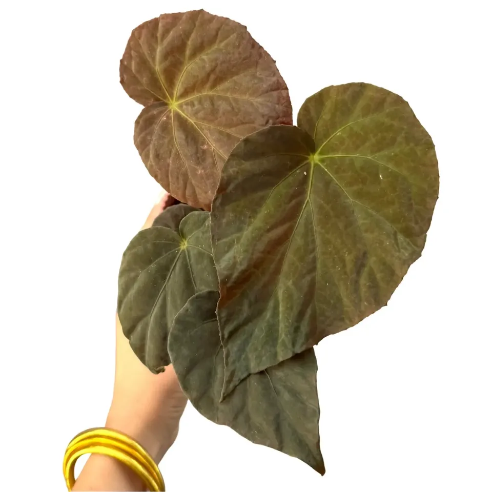Plant and Stories Pavonina begonia pot 8 cm iridescent