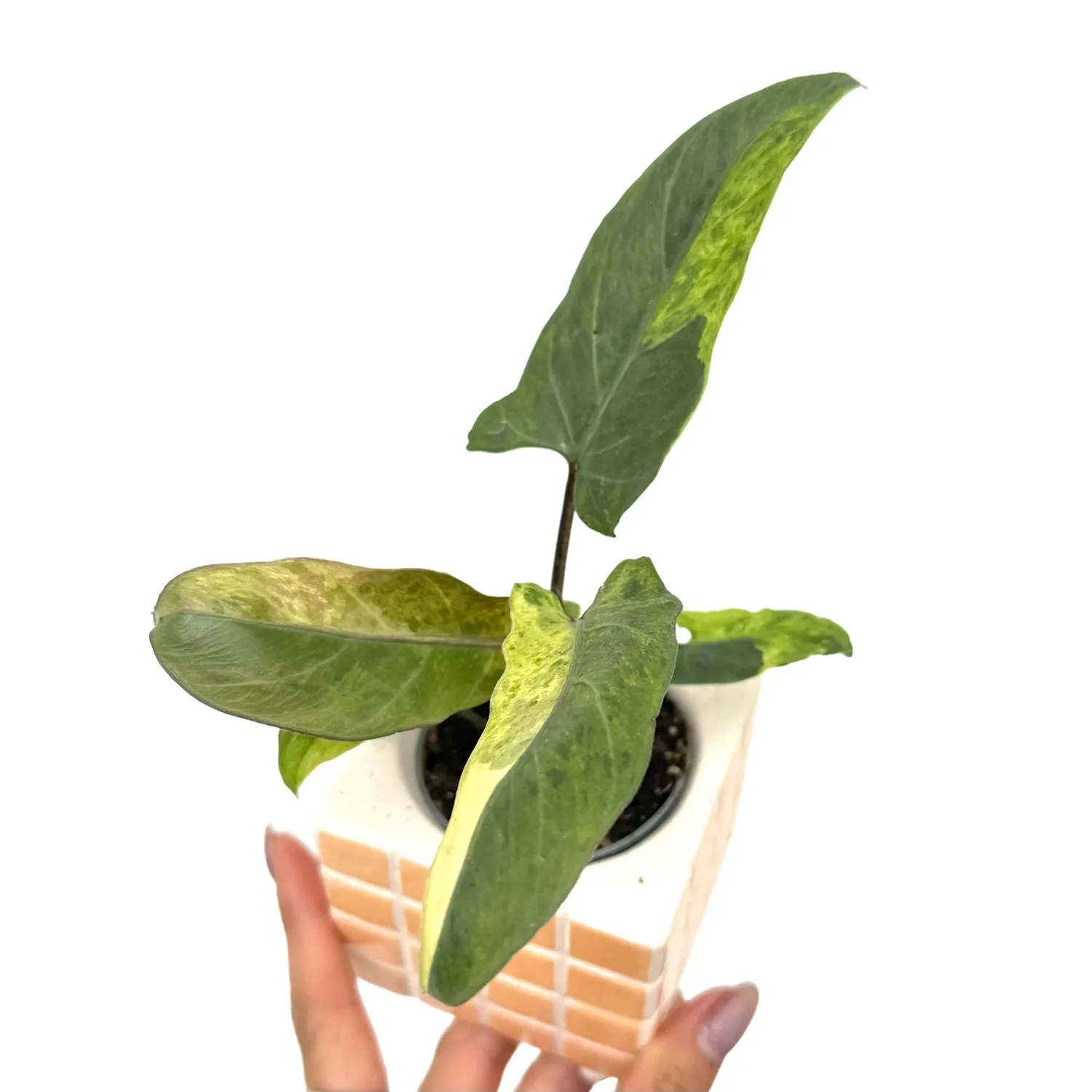 Plant and Stories Alocasia Lauterbachiana Variegata plante pot 6cm panachée