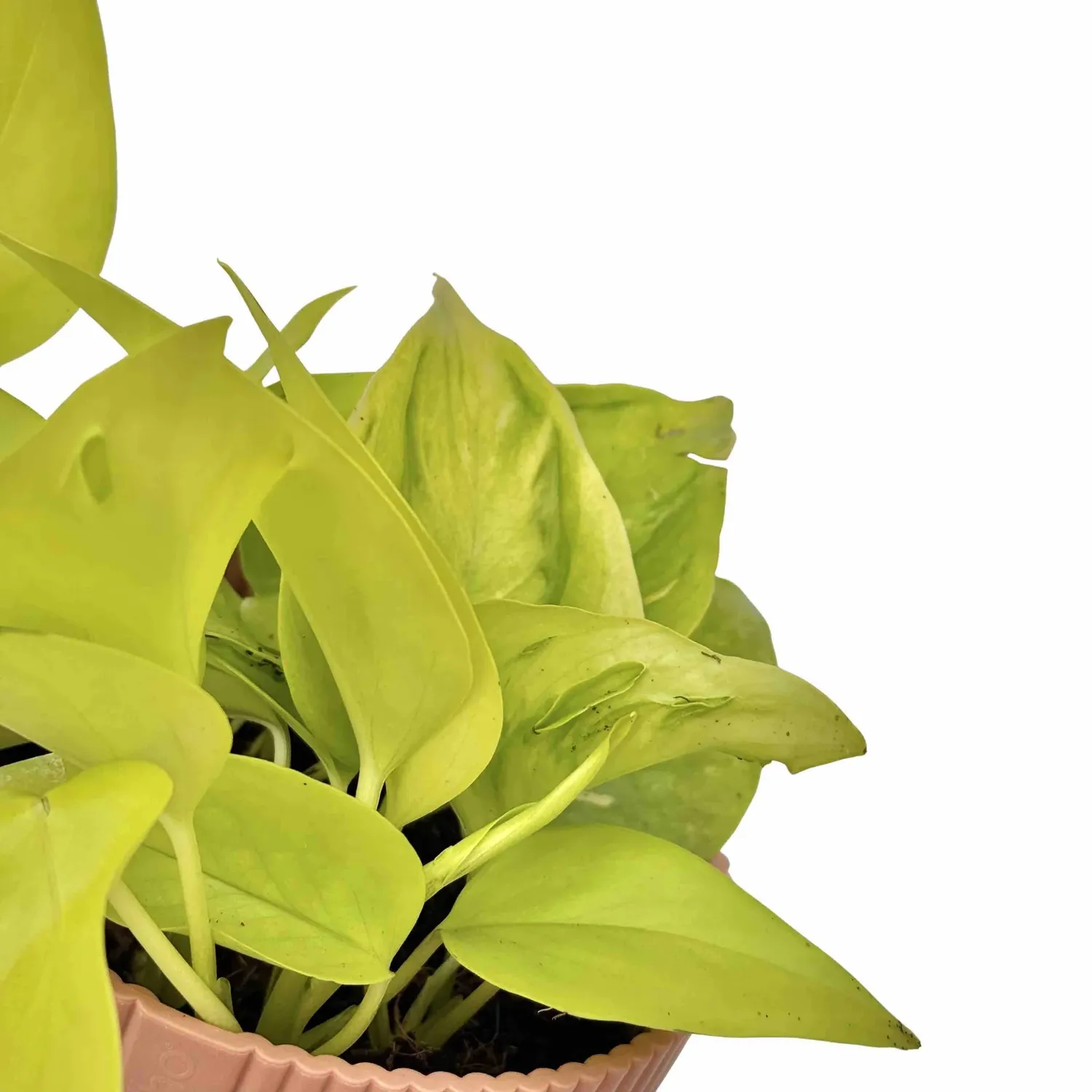 Plant and Stories Epipremnum Champs Elysées pothos pot 12cm grande feuille