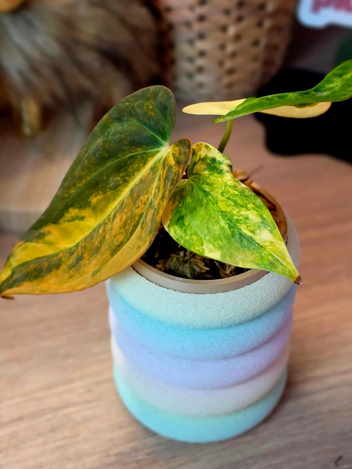 plant.ess Anthurium Forgetii x Carlablackiae plante panachée clone Solis