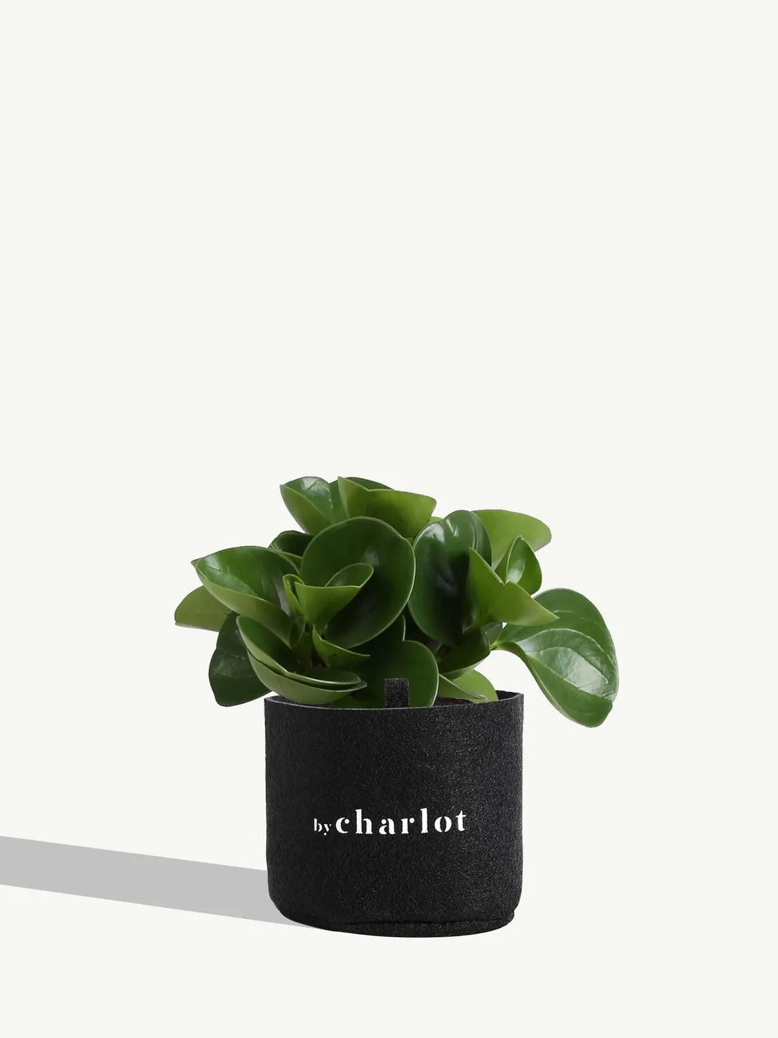 By Charlot Le Généreux peperomia recharge 11-13 cm facile