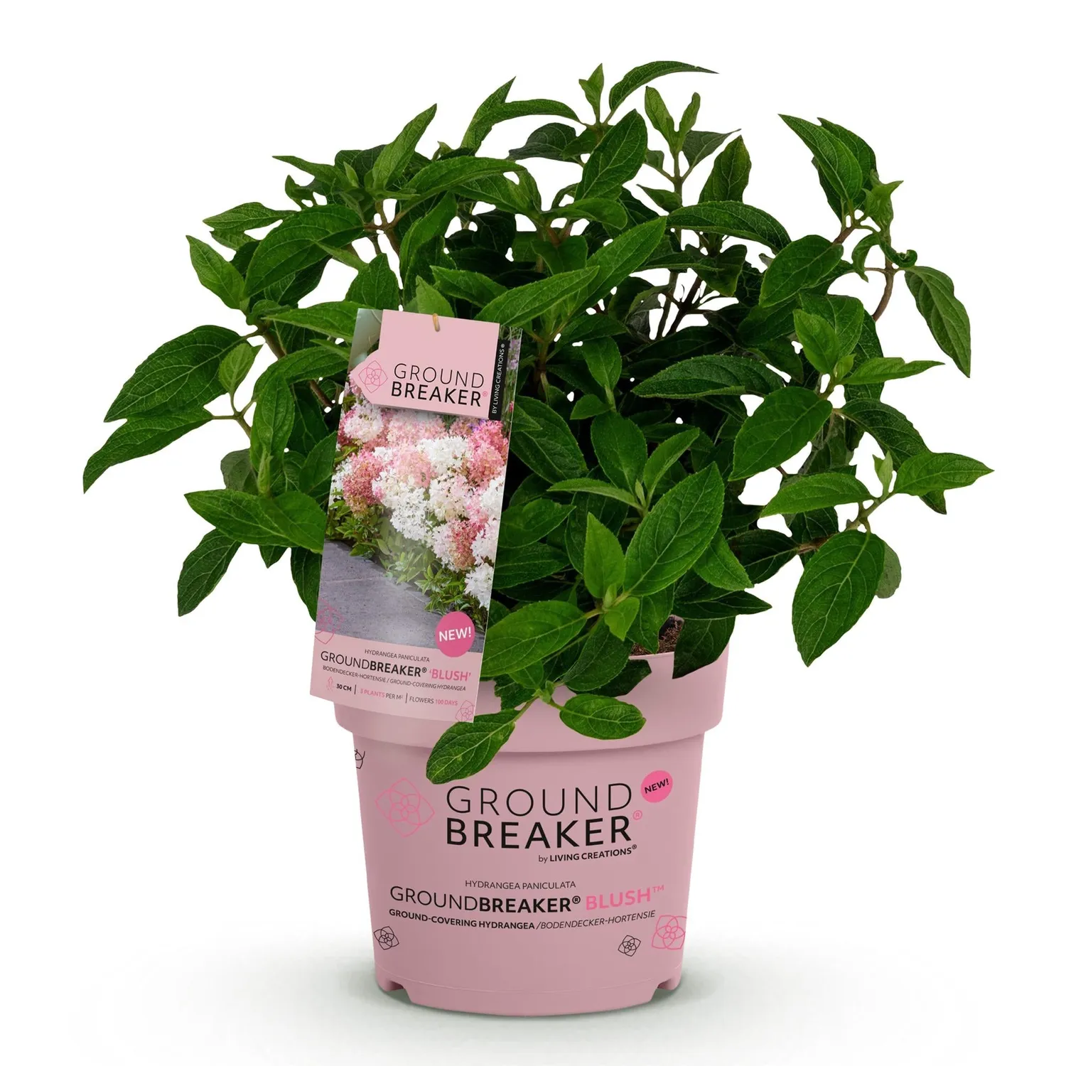 Plant and Stories Hortensia Groundbreaker Blush arbuste 1 plant