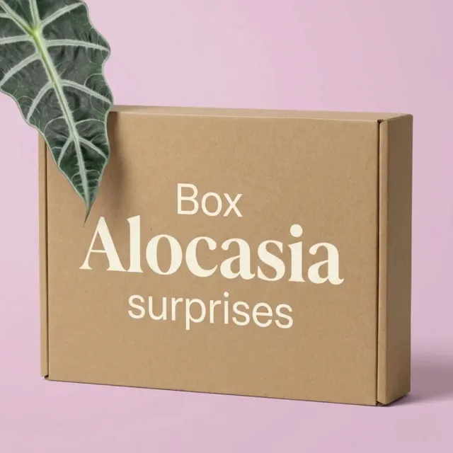 Plant and Stories Box Alocasia Mystère lot 3 plantes surprise