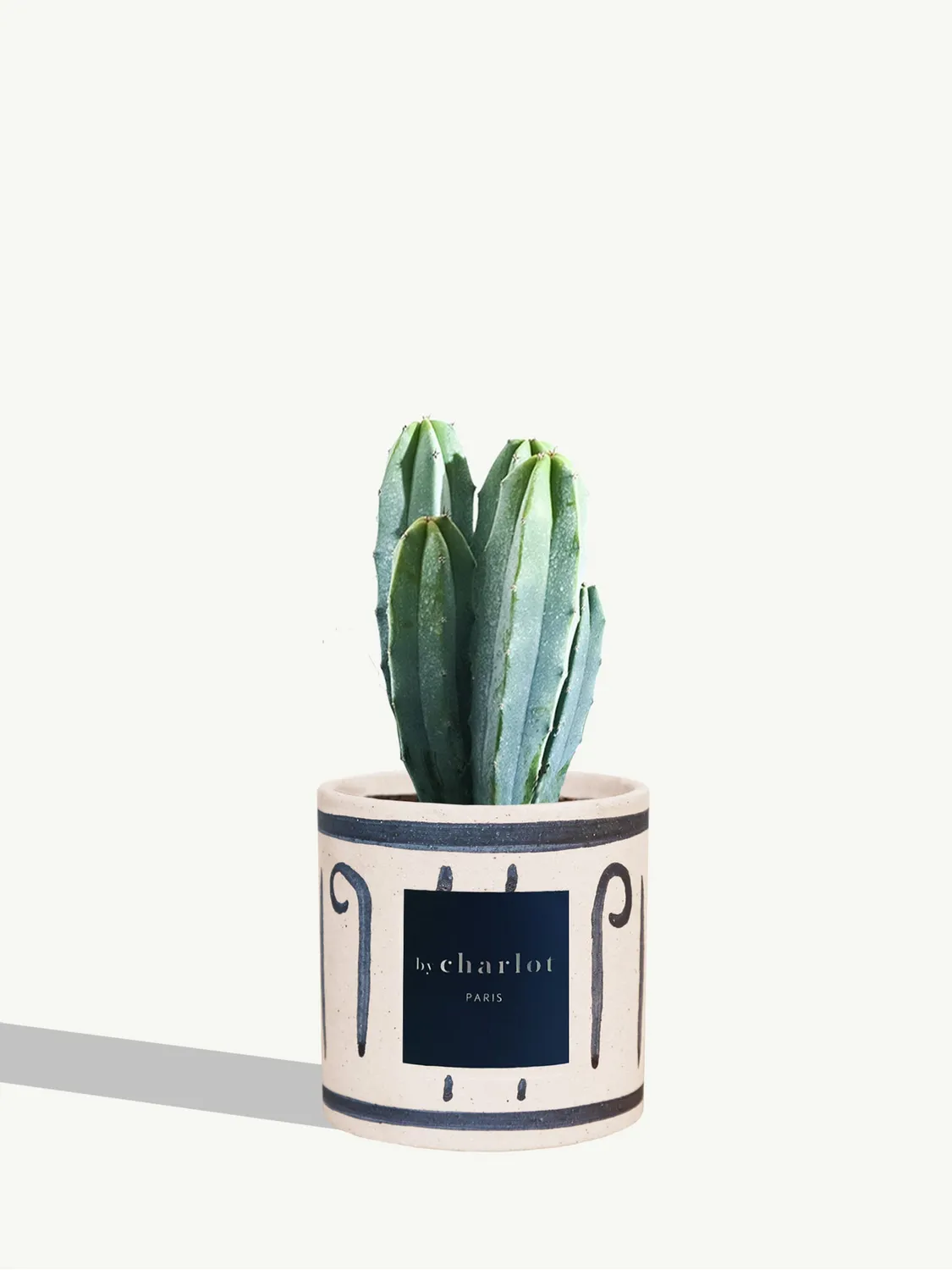 By Charlot Le Poète cactus myrtillocactus pot 10 cm