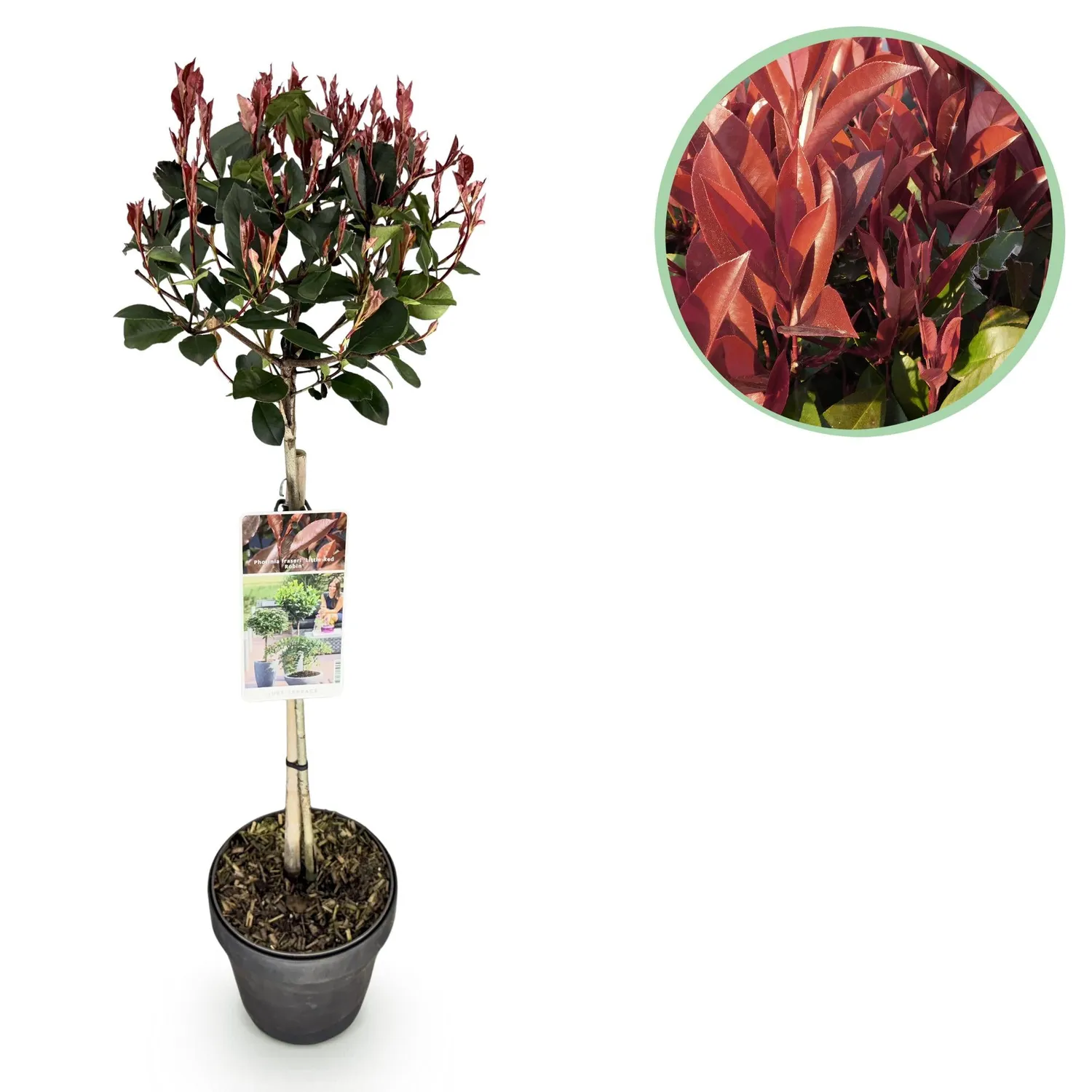 Plant and Stories Photinia Little Red Robin haie pot 19 cm rouge