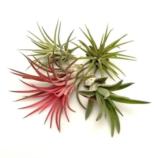 Airplantshop Mix Plantes Aériennes Ionantha Brachycaulos Lot 4