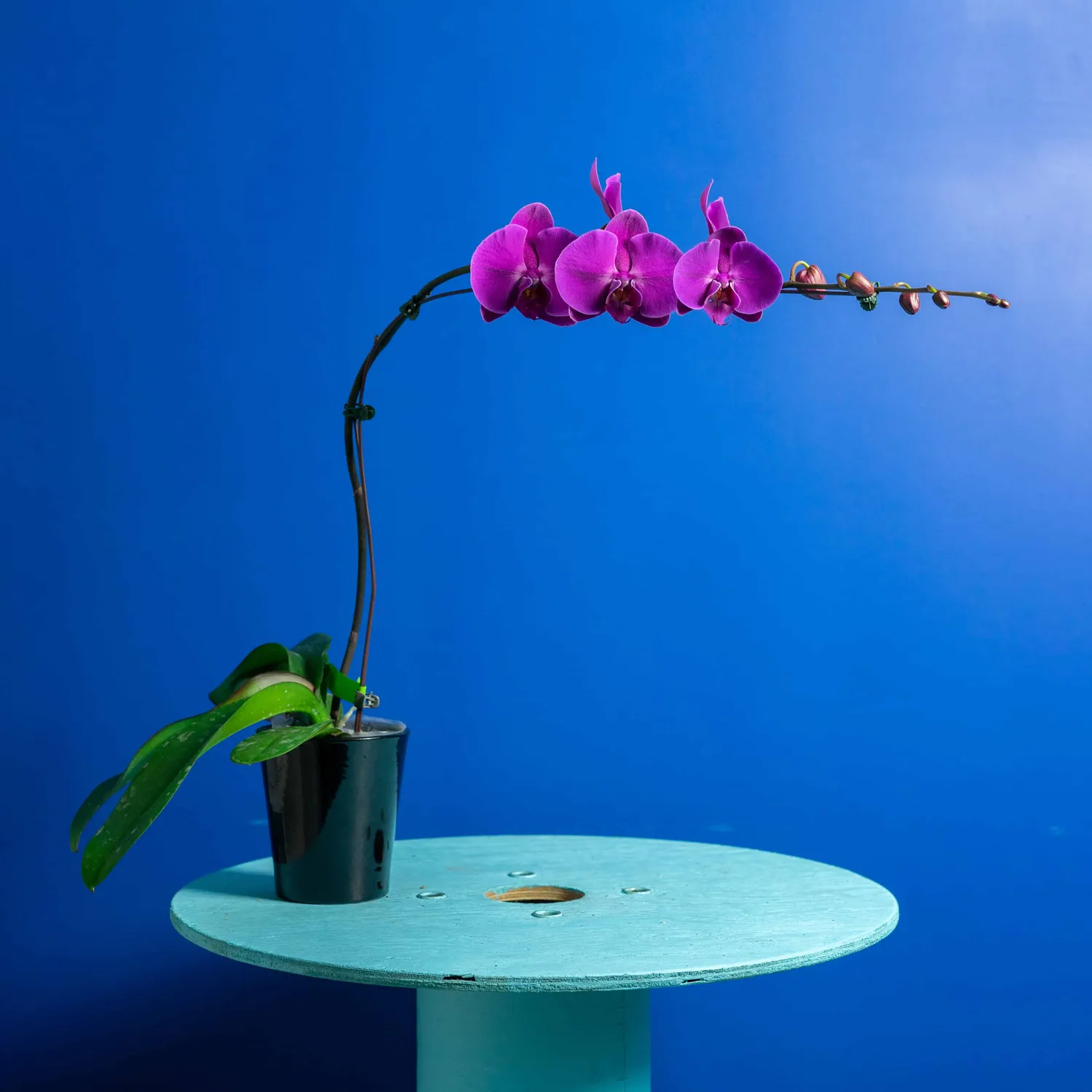 Orchidées de Prestige Brut Fuchsia phalaenopsis rose vif