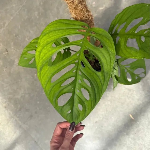 Plant and Stories Monstera Esqueleto plante intérieur pot 17cm 60cm