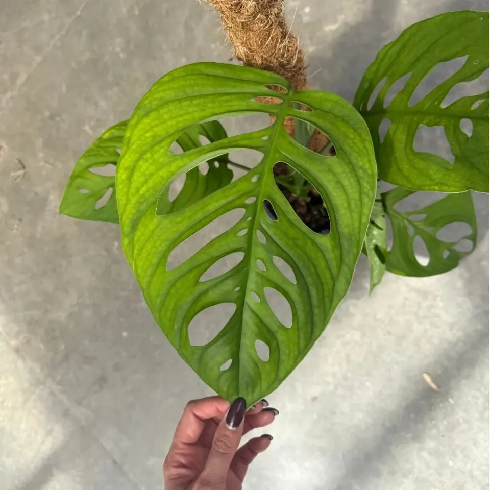 Plant and Stories Monstera Esqueleto plante intérieur pot 17cm 60cm
