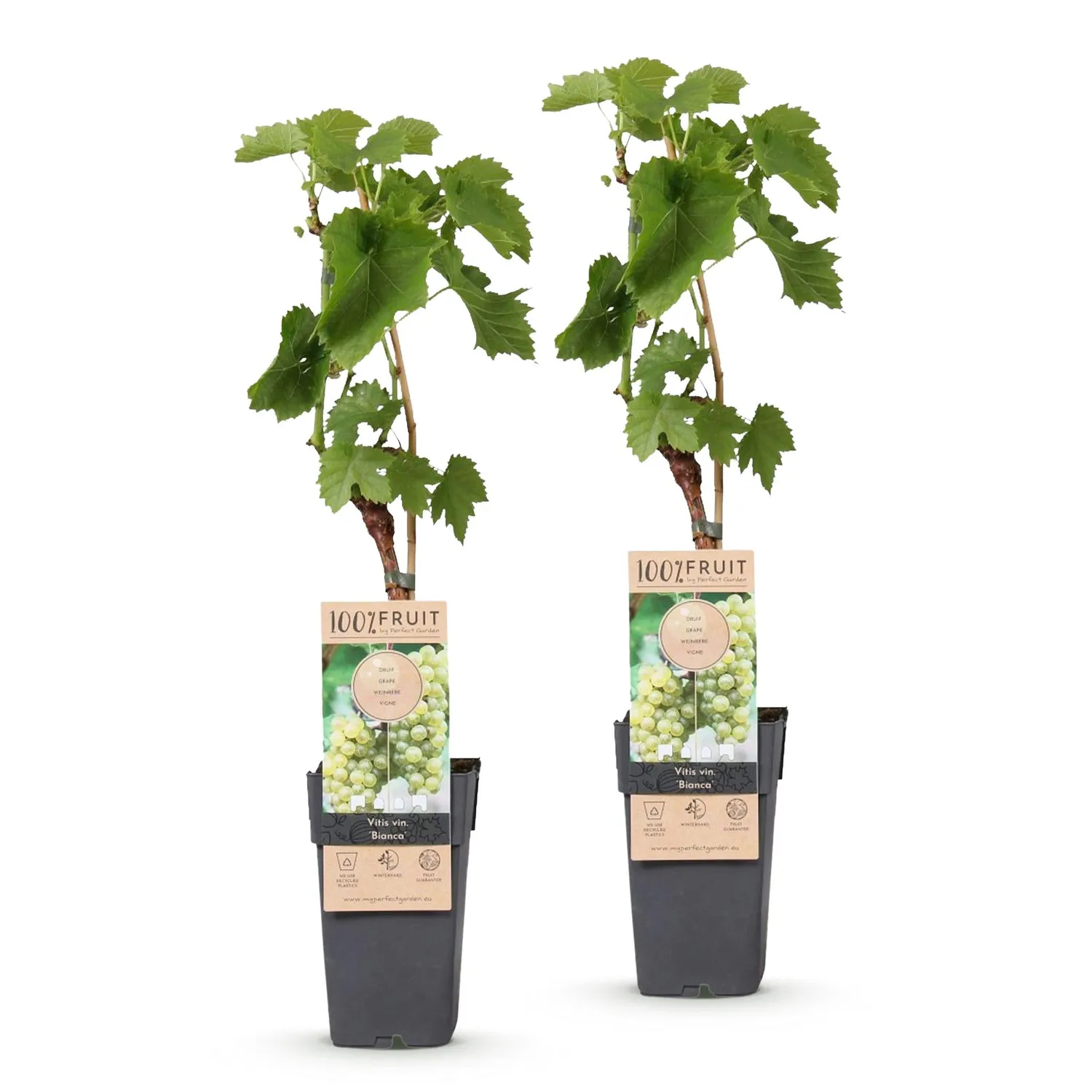 Plant and Stories Bianca vigne de table lot de 2 pot 15 cm