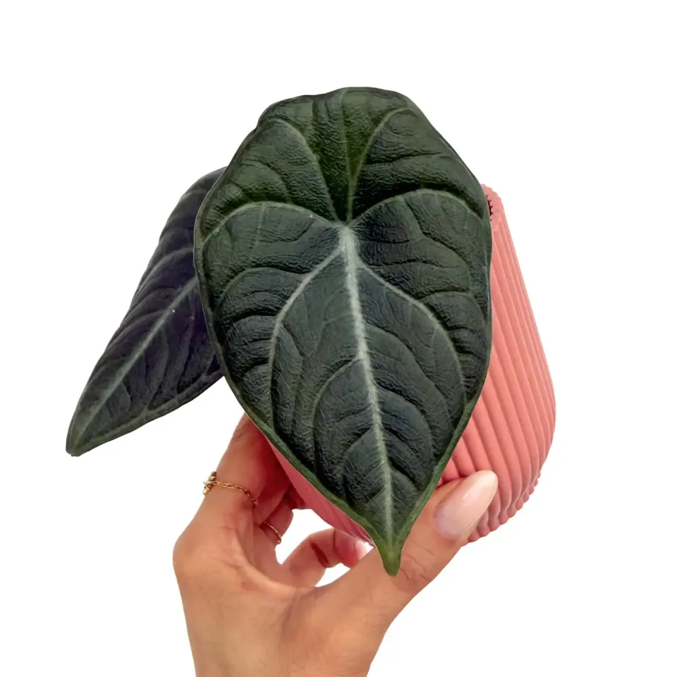 PLANT AND STORIES Alocasia Maharani plante pot 6 cm