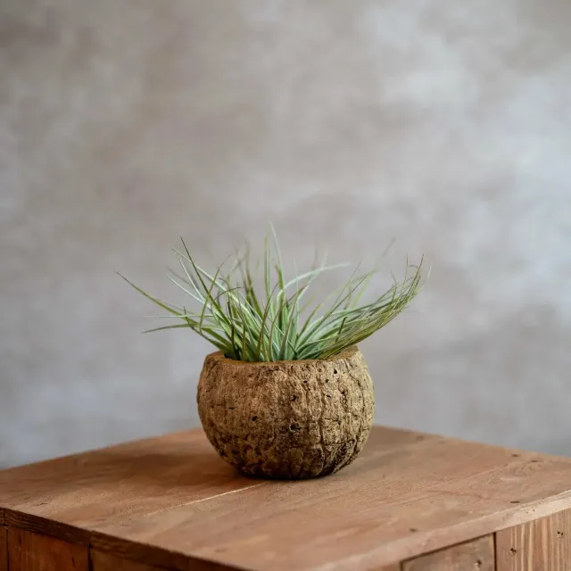 Airplantshop Noix de Coco Airplant Cotton Candy Large
